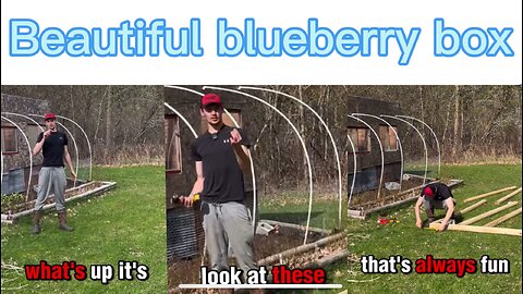 Beautiful blueberry box