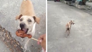 Perrita imploraba por comida en las calles, pero no para ella... (VÍDEO)