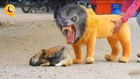 Troll Prank dog funny & fake lion and Fake Tiger Prank to dog & Huge Box Prank to dog 🐶🐶