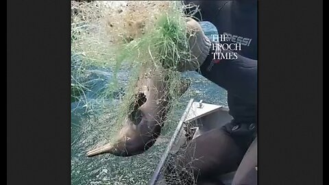 Baby Dolphin Rescued From Netting