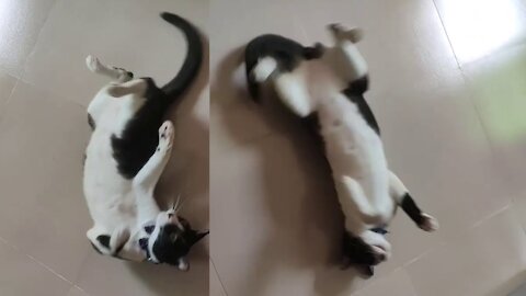Cute Cat Doing Funny Stuffs