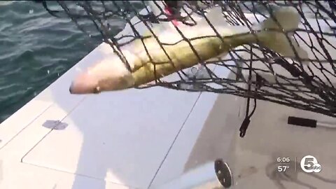 State investigating fishermen accused of adding weights to fish to win popular Lake Erie fishing tournament