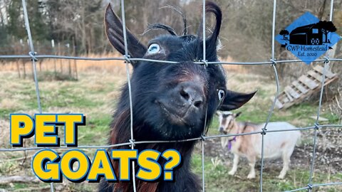 Goats as Pets?? // Watch BEFORE you Buy a Pet Goat