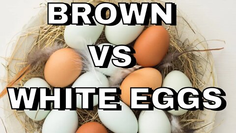 Is There A Difference Between White Eggs And Brown/ Cage-Free Eggs?