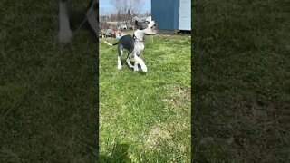 Adorable Great Dane puppy in Slo Mo