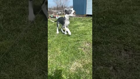 Adorable Great Dane puppy in Slo Mo