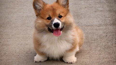 Funny and the cutest CORGIS!