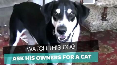 If You Need A Good Laugh Today, Watch Footage Owner Films Of His Dog Asking For A Pet Cat