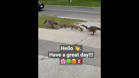 Canada Goose Family Marching 🌸🍀😍🇨🇦 | Greetings | Uplifting shorts | Journal