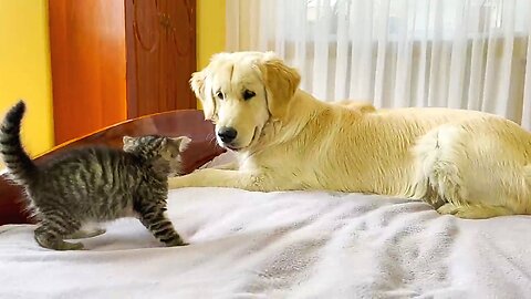 Golden Retriever Tries To Make Friends With Tiny Kitten
