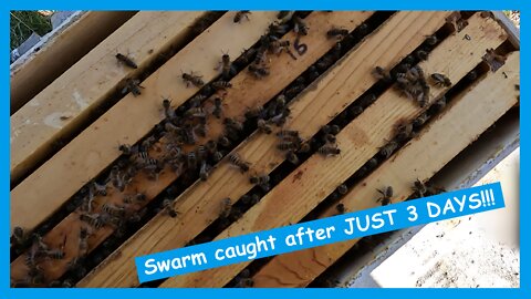 #8- How to transfer a wild honey bee swarm out of a swarm trap.