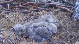 Hays Bald Eagles H16 showing pinfeathers 2022 04 11 16 23