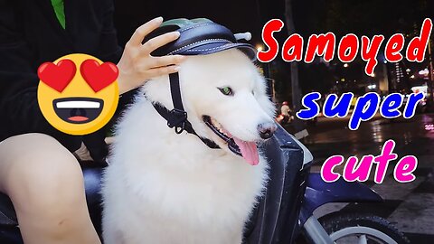 How Samoyed Dog Reacts When Seeing Stranger - Running, Barking
