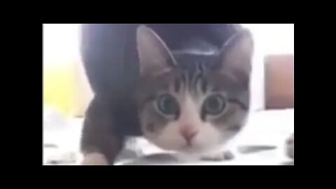 Cat 🐈 Dog 🐕 ♥ Funny Animals Video