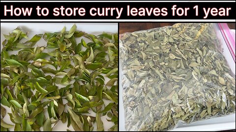 How to store curry leaves for 1 year | kitchen tips