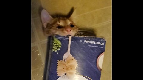 Everyone knows that kittens love pasta...