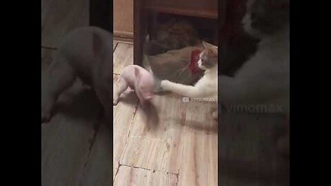 FUNNY CAT and PIG #Shorts