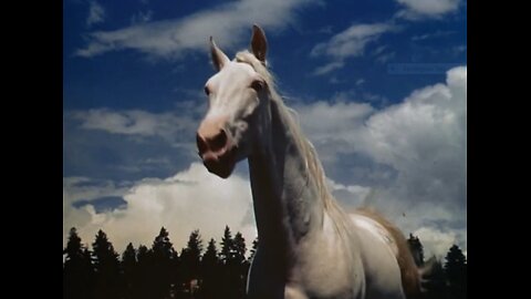 Green Grass Of Wyoming ⭐️ FREE FAMILY MOVIE ⭐️ Classic Horse Film ⭐️ 1948