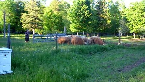 Cows get let loose in newly wired front pasture