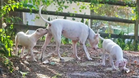 Growing Up With Darla [GUWD#2] the Dogo Argentino - Establishing Human Leadership the First Night