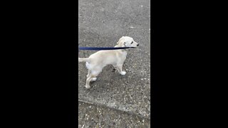 Golden retriever walks owner☀️