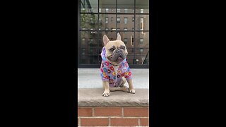 Little Pup All Grown Up | Mochi The French Bulldog