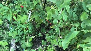 FALL IS THE BEST GROWING SEASON FOR TOMATOES