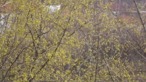 Cornus mas (Cornelian cherry) trees in bloom