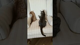 Cat Fight