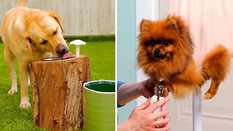 Homes and accessories for your beloved dogs 🐶