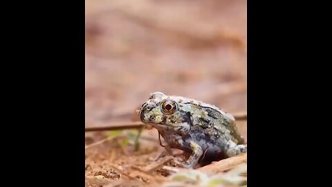 Dung beetle vs. frog