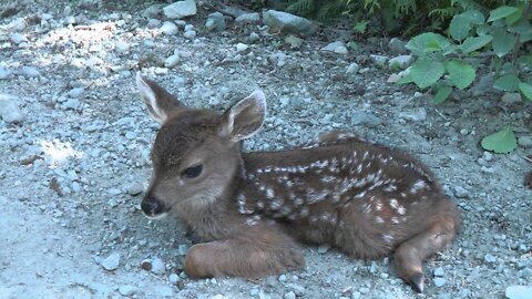 Most Funny and Cute Baby Deer Videos Compilation