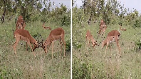 how to tell if impala rams playing or fighting