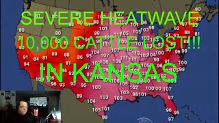 SEVERE HEATWAVE KILLS 10,000 CATTLE IN KANSAS!!!!