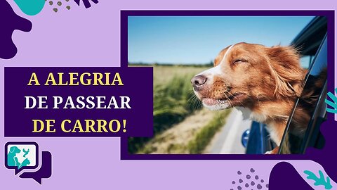 Vento no Focinho: Desvendando os Motivos pelos Quais os Cães Adoram Passeios de Carro