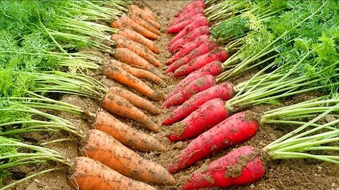Simple And Low Cost Home Growing Carrots