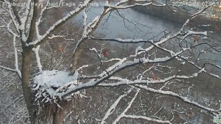 Hays Eagles Squirrel at nest Eagle flyby 2020 12 03 704am