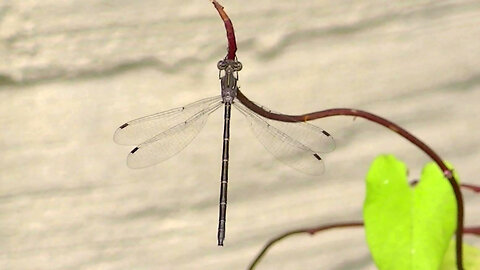 IECV NV #712 - 👀 Brownish Dragonfly On The Morning Glory Vine 8-21-2018