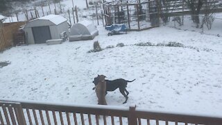 Great Danes + snow = Christmas Happiness