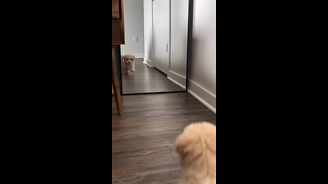 cute puppy fight with his reflection 😂😂