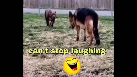 Funny Animals Video. 2021 best funny and cute animals