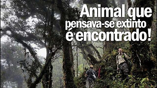 Animal que pensava-se extinto é fotografado | Animal thought to be extinct | JV Jornalismo Verdade