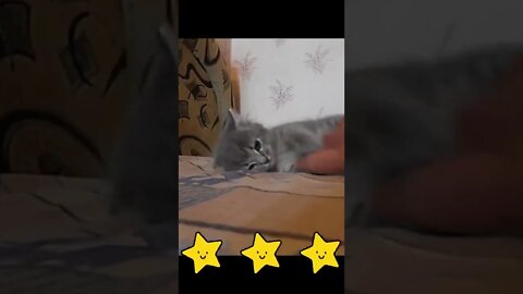 Funny little cat loves to play