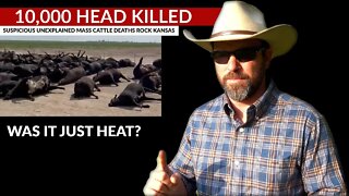 THOUSANDS OF CATTLE SUSPICIOUSLY DIE in Kansas Heat Wave. | WHAT HAPPENED?