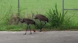 Baby Sandhills