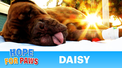 Hope For Paws in Florida - Daisy, Dogue de Bordeaux rescue (French Mastiff) - Please share