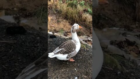 Female goose sound. Multiple honks