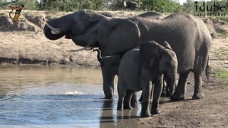 Elephants DrinkIng