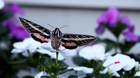 White-lined Sphinx Moth on Flowers