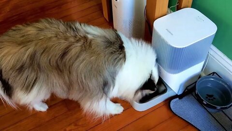 3+ Month Product UPDATE: Kalado Automatic Cat Feeder, Remotely Controlled 2.4G Wi-Fi Pet Feeder